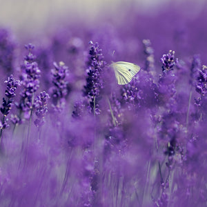 Cotswold Lavender - Keep Moth At Bay